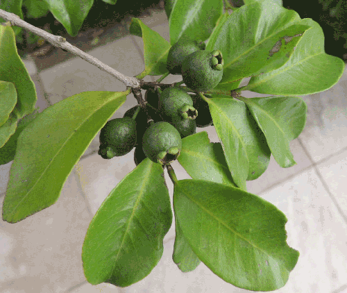 Psidium myrtoides